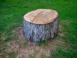 Best Hazardous Tree Removal  in Elkhorn City, KY