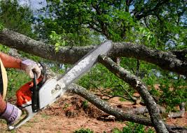 How Our Tree Care Process Works  in  Elkhorn City, KY