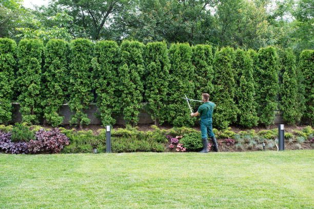 Best Sod Installation  in Elkhorn City, KY