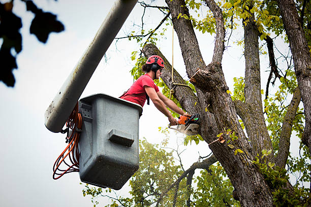 Best Storm Damage Tree Cleanup  in Elkhorn City, KY