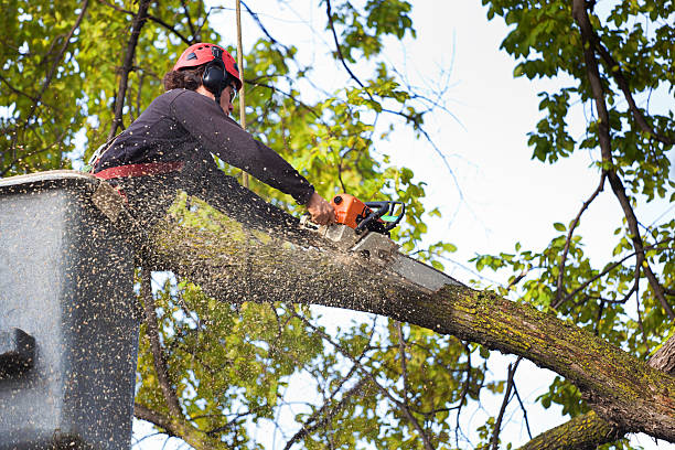 Best Tree Maintenance Programs  in Elkhorn City, KY
