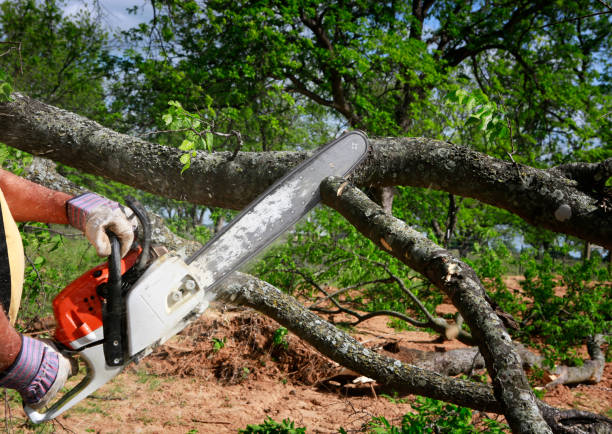 Best Lot and Land Clearing  in Elkhorn City, KY